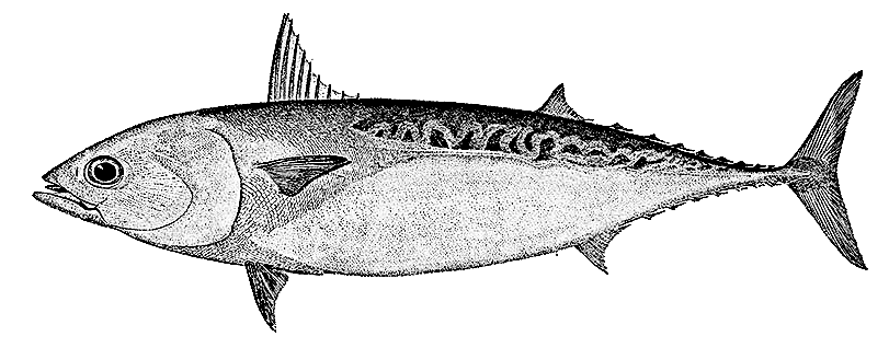 Frigate tuna BW