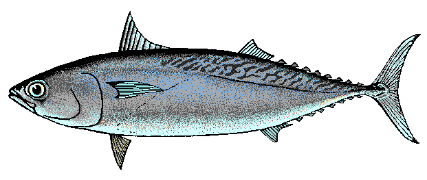 Frigate tuna  Auxis thazard thazard