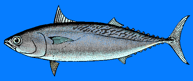 Frigate tuna  blue BG