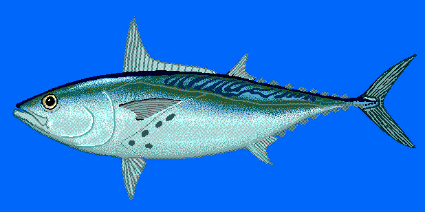 Little Tunny tuna  blue BG