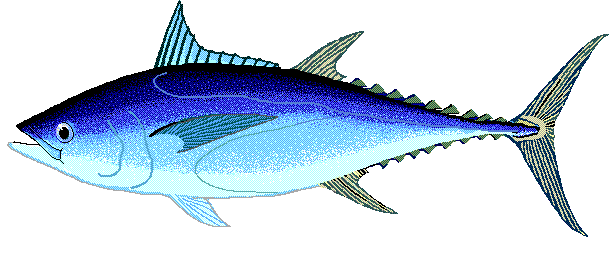 Longtail tuna  Thunnus tonggol