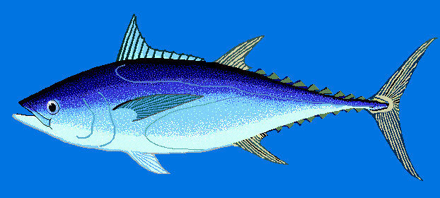 Longtail tuna  blue BG