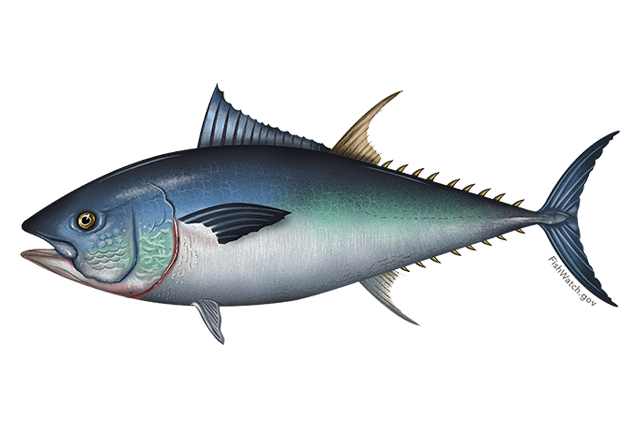 Pacific Bluefin tuna