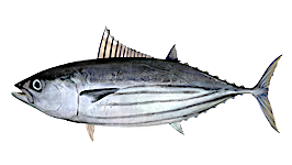 Skipjack tuna 2