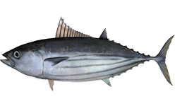 Skipjack tuna  2