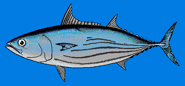 Skipjack tuna  blue BG