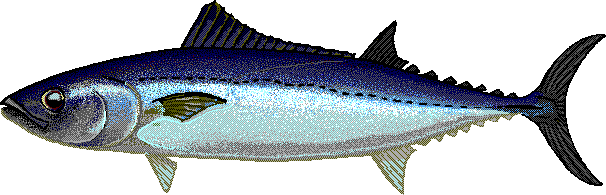 Slender tuna  Allothunnus fallai