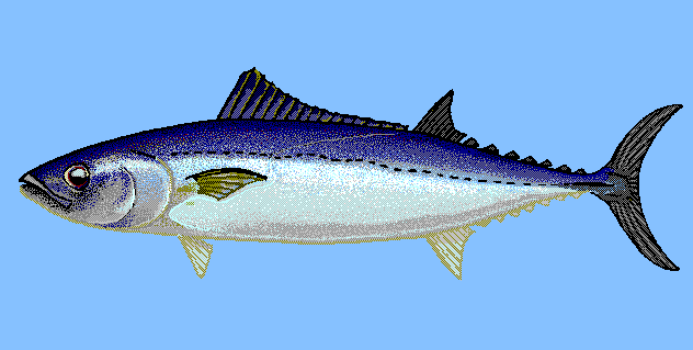 Slender tuna  blue BG
