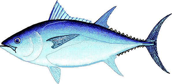 Southern bluefin tuna  Thunnus maccoyii