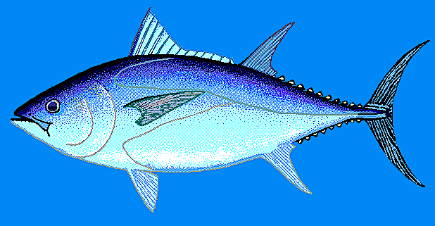 Southern bluefin tuna  blue BG