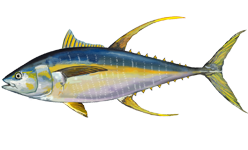Yellowfin tuna 2