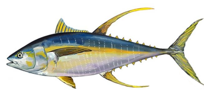 Yellowfin tuna  Thunnus albacares