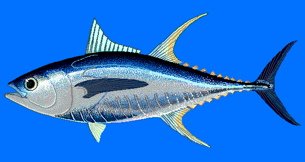 Yellowfin tuna  blue BG