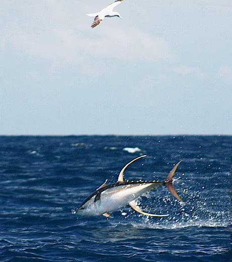 Yellowfin tuna diving