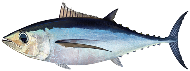 atlantic albacore tuna