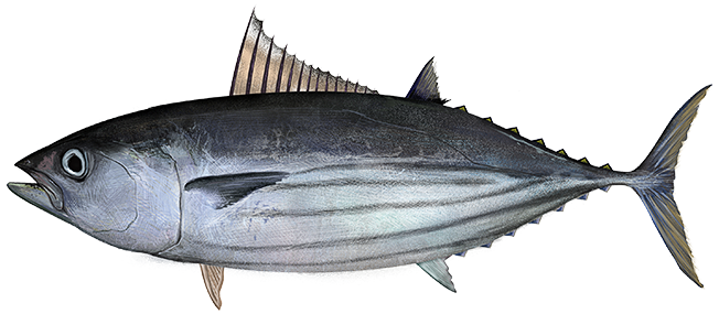 atlantic skipjack tuna