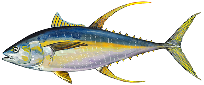 atlantic yellowfin tuna
