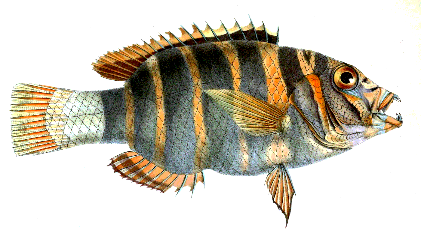 Harlequin Tuskfish  Choerodon fasciatus