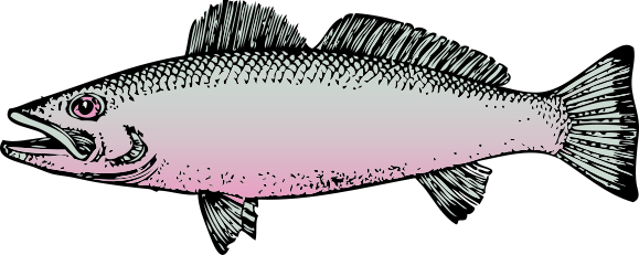 rosy fish