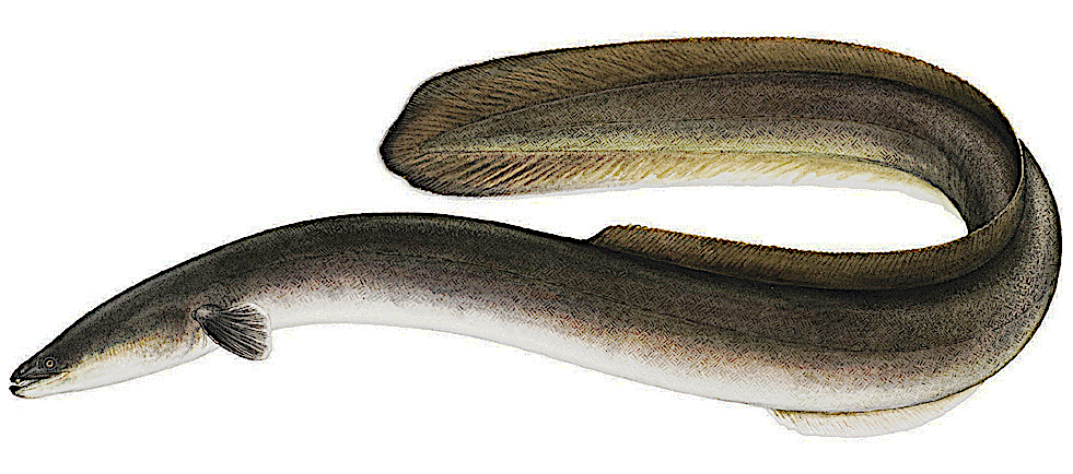 American Eel  Anguilla rostrata