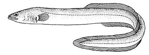 american eel lineart