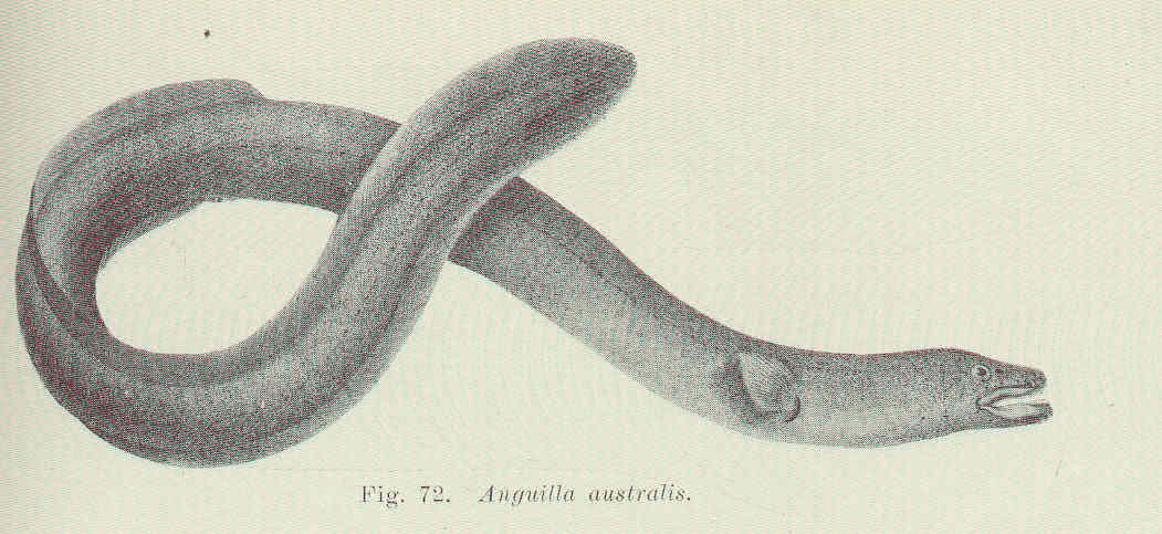 Australian Eel  Anguilla australis