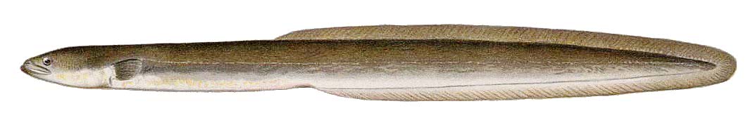 Common Eel  Anguilla rostrata
