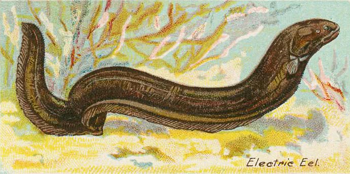 Electric eel  Gymnotus electricus