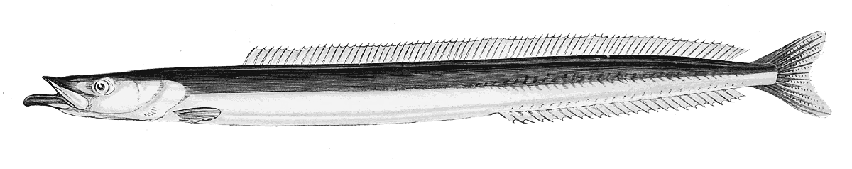 Greater Sand Eel  Hyperoplus lanceolatus
