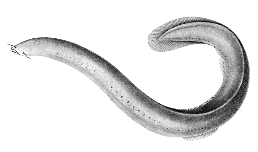 Hagfish  Eptatretus polytrema