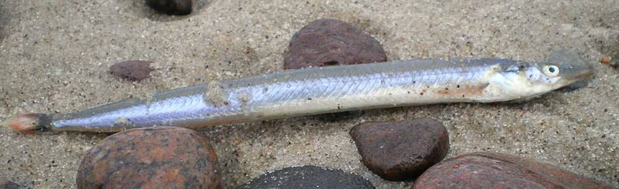 Lesser Sand eel  ammodytes tobianus