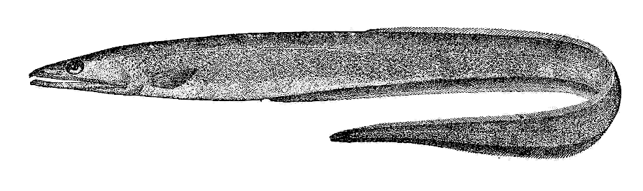 Long-Nosed eel  aka Koups Arrowtooth eel