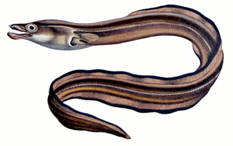 Marbled swamp eel  Synbranchus marmoratus