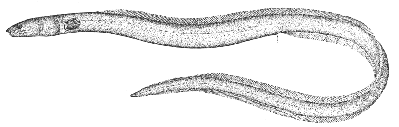 Margined snake eel  Omochelys cruentifer