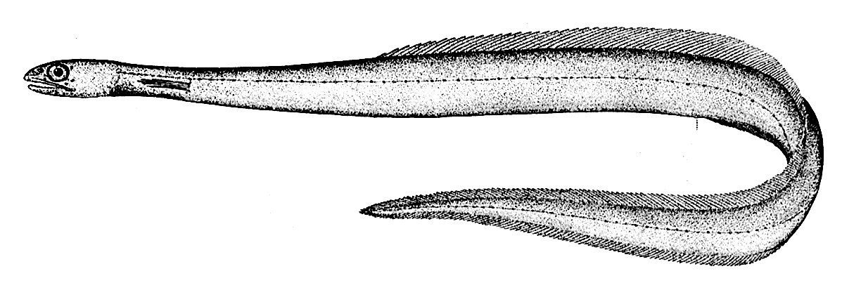 Narrownecked Oceanic eel  Derichthys serpentinus