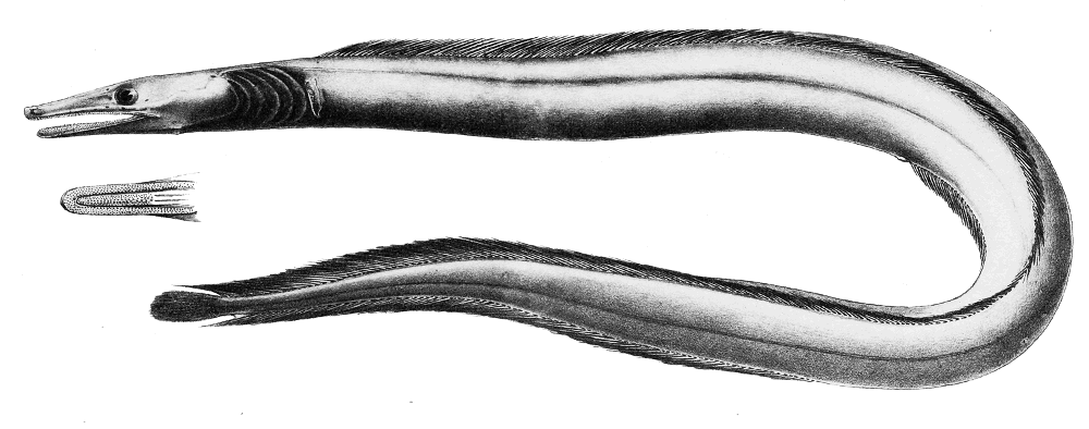 Nettenchelys taylori