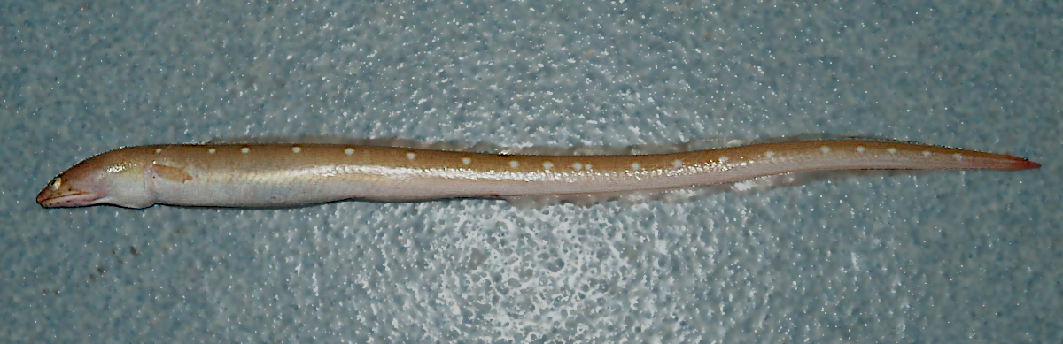 Palespotted eel  Ophichthus puncticeps