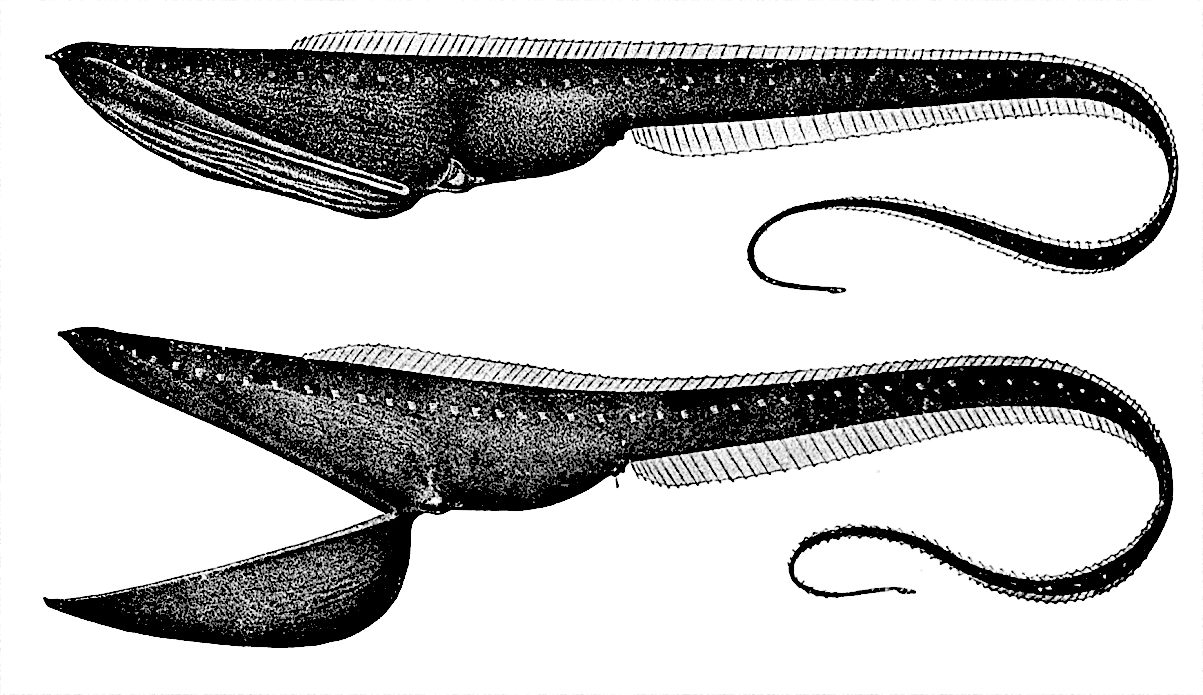 Pelican eel  Eurypharynx pelecanoides