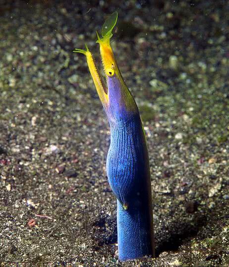 Ribbon eel  Rhinomuraena quaesita