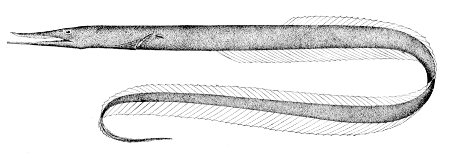 Sawtooth eel  Serrivomer beanii