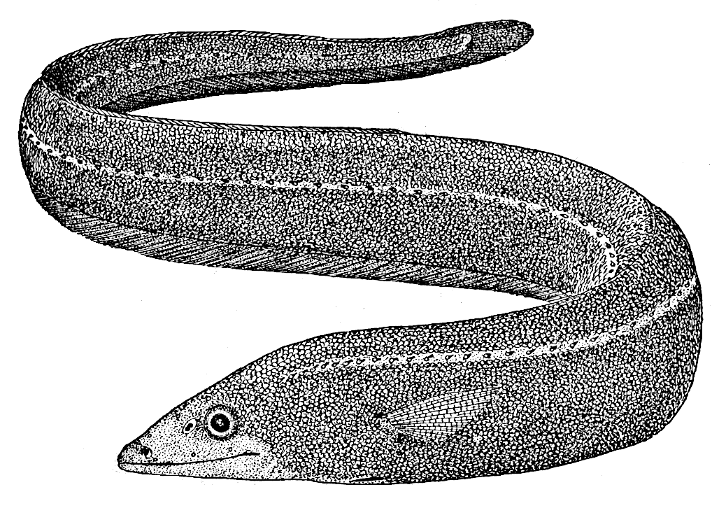 Shortdorsal cutthroat eel  Synaphobranchus brevidorsalis