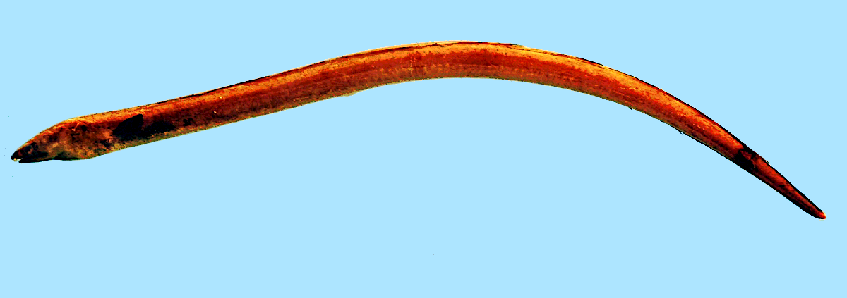 Shrimp eel  Ophichthus gomesii