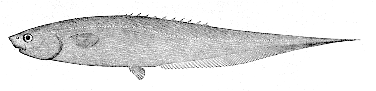 Snubnosed spiny eel  Notacanthus chemnitzii
