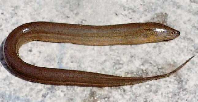 Swamp Eel  Monopterus albus