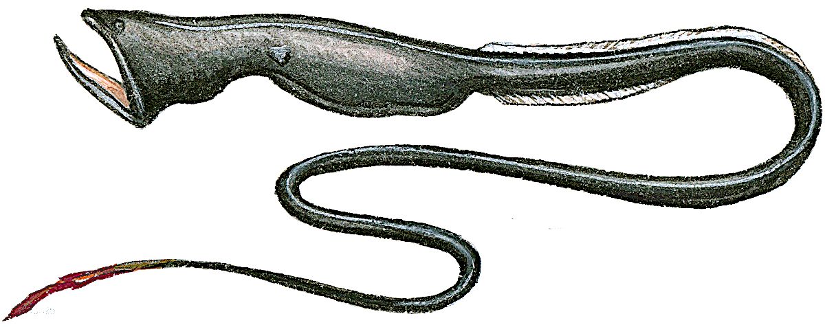 Umbrella Mouth Gulper eel
