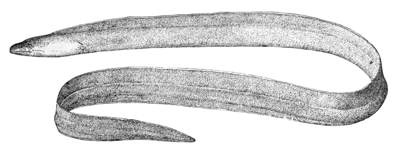 White Ribbon eel  Pseudechidna brummeri
