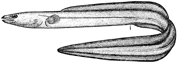 Conger eel  Leptocephalus conger