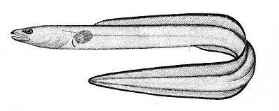 conger eel lineart