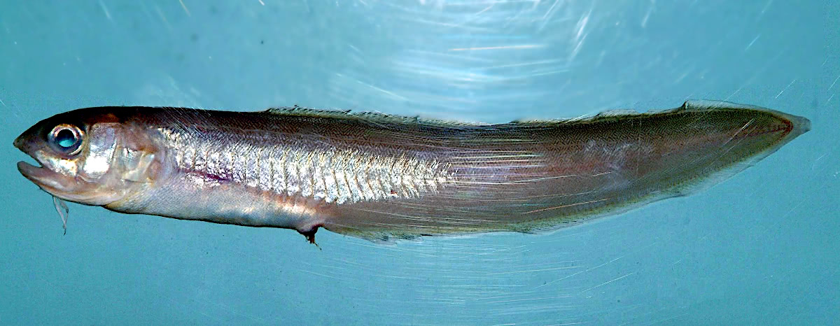 Bank cusk eel  Ophidion holbrookii
