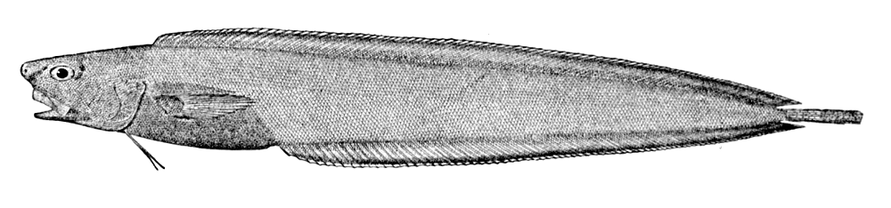 Barathrodemus manatinus